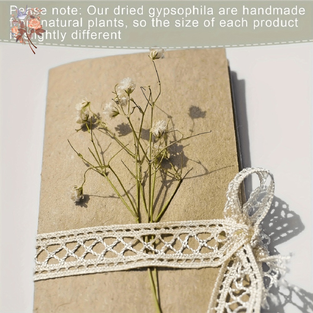 100 Stück Mini Getrocknete Sch – Craft Embellishment Bewertung und Preis